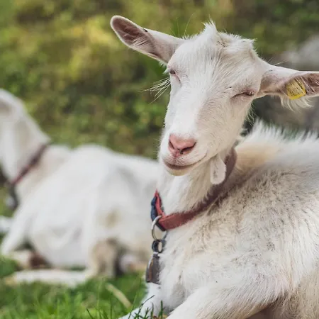 Hostal Berghostel Rinerhorn By Mountain
