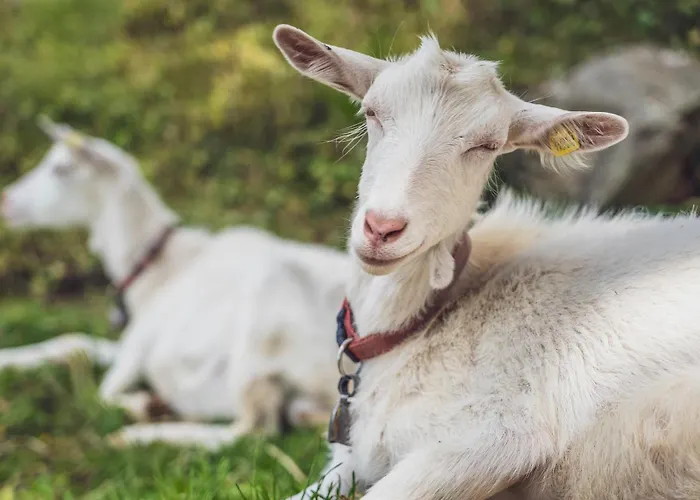 Hostel Berghostel Rinerhorn By Mountain