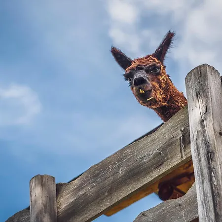 Vandrarhem Berghostel Rinerhorn By Mountain *