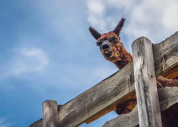 Vandrarhem Berghostel Rinerhorn By Mountain *